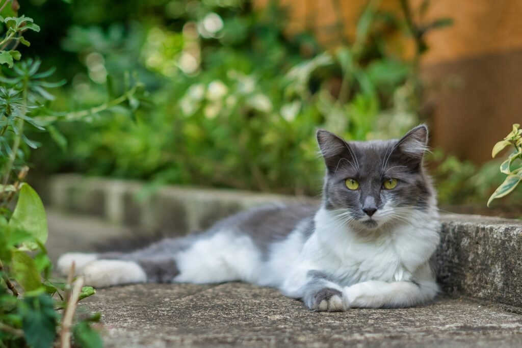 White and grey Asian semi-longhair fluffy cat laying on the ground with a blurred background